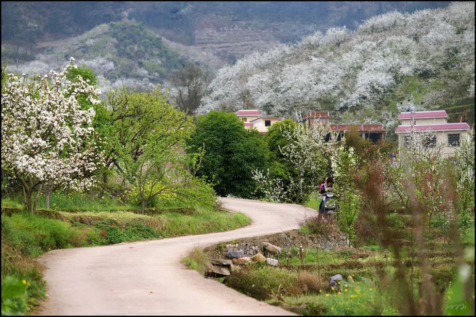 【春天，广西桂林灌阳县向您发出邀请！】我们在灌阳看梨花 - 游山玩水 - 果洛生活社区 - 果洛28生活网 guoluo.28life.com