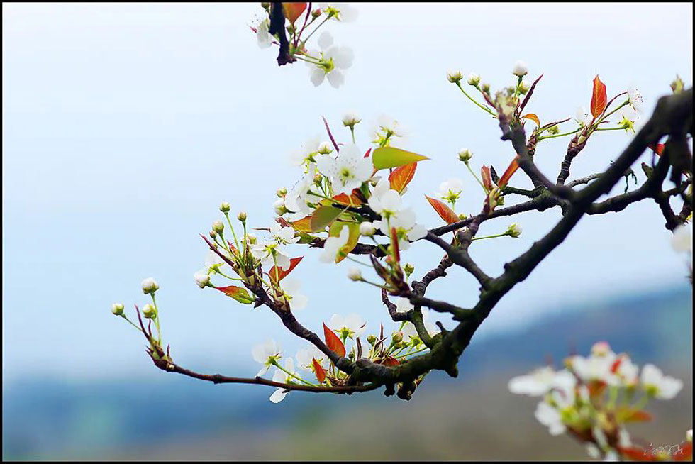 【春天，广西桂林灌阳县向您发出邀请！】我们在灌阳看梨花 - 游山玩水 - 果洛生活社区 - 果洛28生活网 guoluo.28life.com