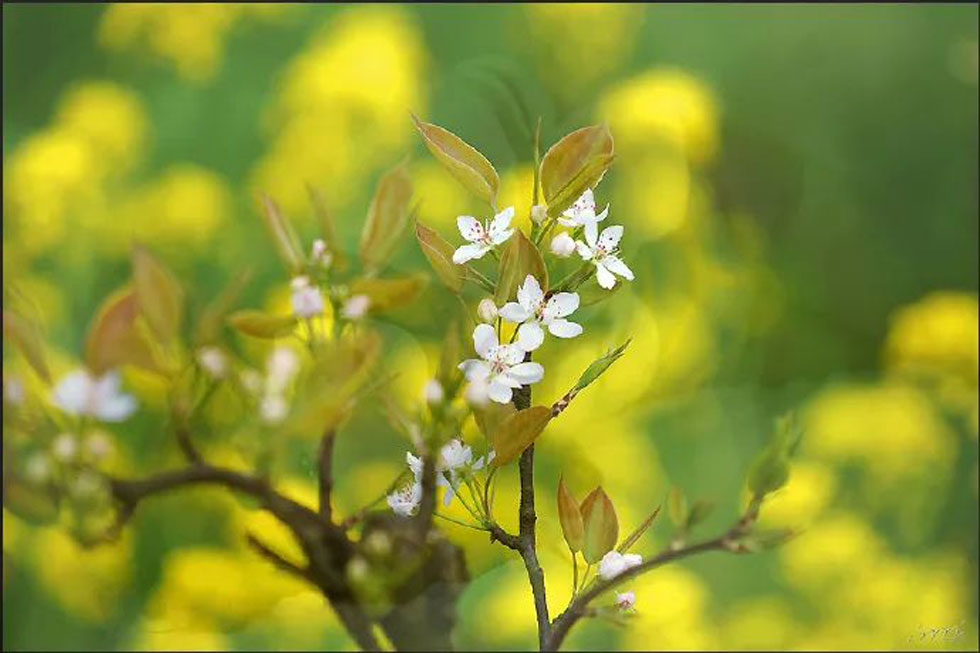 【春天，广西桂林灌阳县向您发出邀请！】我们在灌阳看梨花 - 游山玩水 - 果洛生活社区 - 果洛28生活网 guoluo.28life.com
