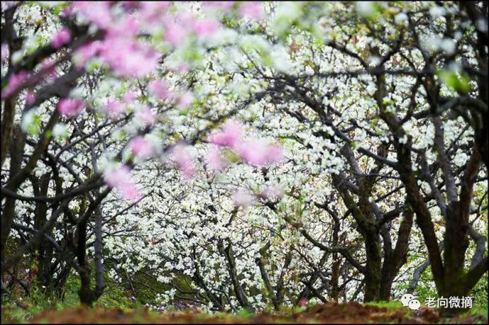 【春天，广西桂林灌阳县向您发出邀请！】我们在灌阳看梨花 - 游山玩水 - 果洛生活社区 - 果洛28生活网 guoluo.28life.com