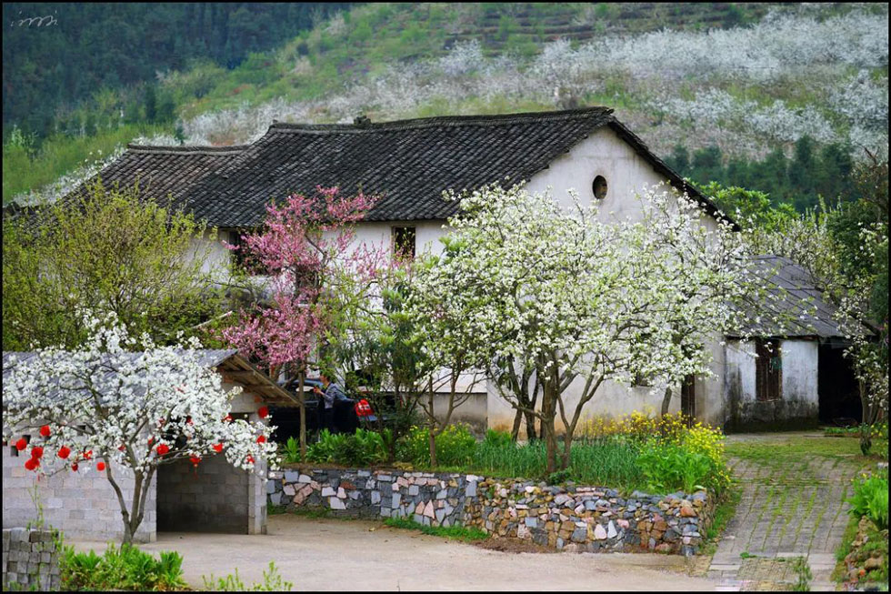 【春天，广西桂林灌阳县向您发出邀请！】我们在灌阳看梨花 - 游山玩水 - 果洛生活社区 - 果洛28生活网 guoluo.28life.com