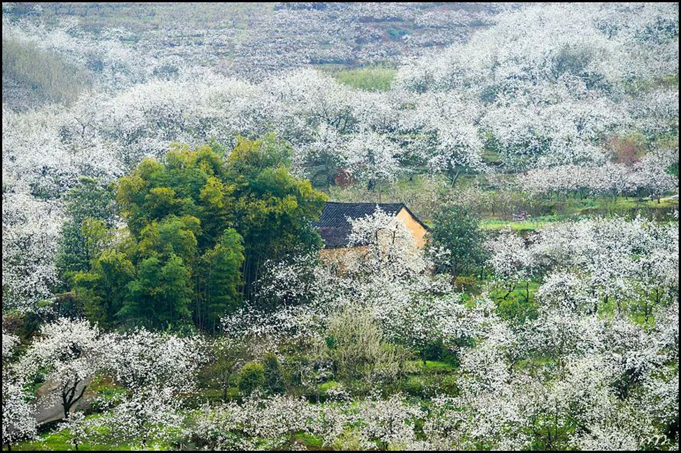 【春天，广西桂林灌阳县向您发出邀请！】我们在灌阳看梨花 - 游山玩水 - 果洛生活社区 - 果洛28生活网 guoluo.28life.com