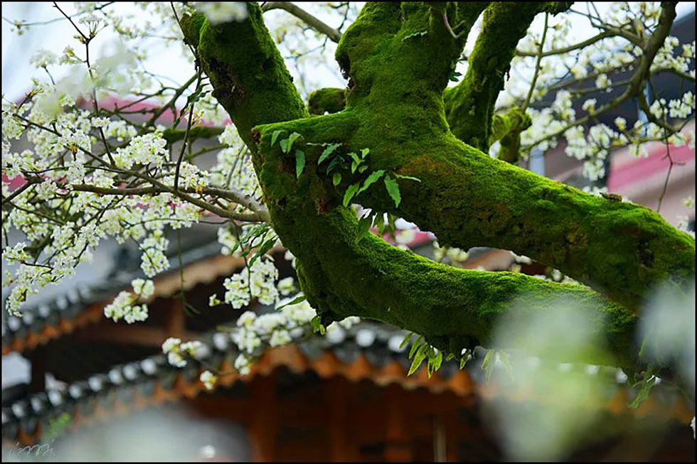 【春天，广西桂林灌阳县向您发出邀请！】我们在灌阳看梨花 - 游山玩水 - 果洛生活社区 - 果洛28生活网 guoluo.28life.com