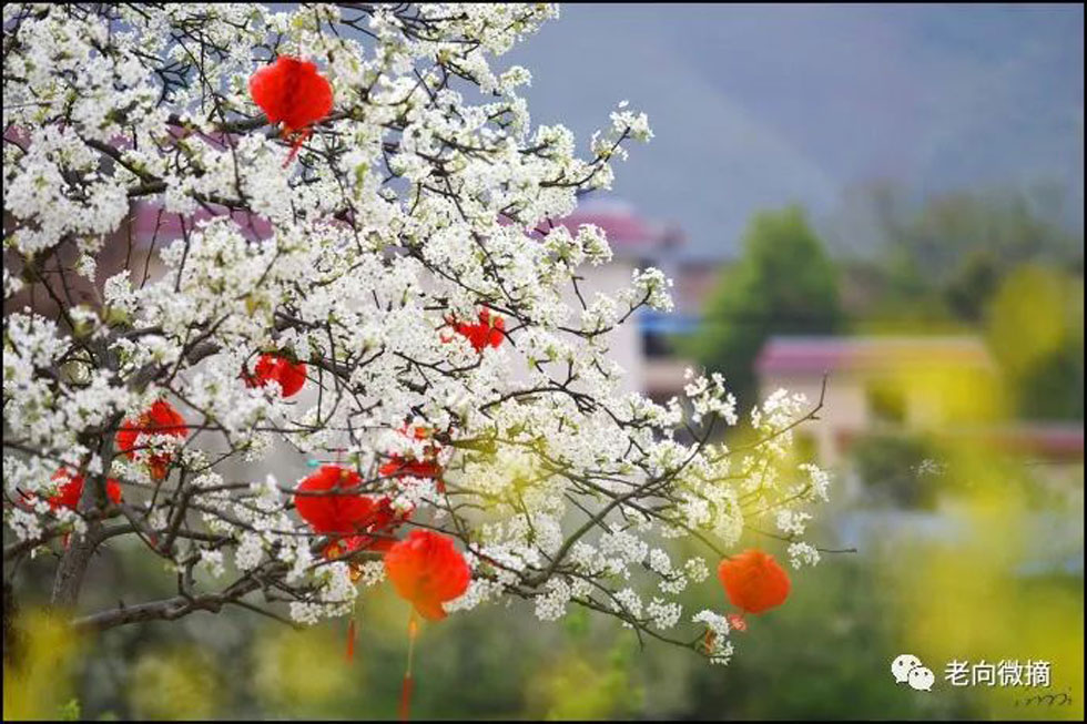 【春天，广西桂林灌阳县向您发出邀请！】我们在灌阳看梨花 - 游山玩水 - 果洛生活社区 - 果洛28生活网 guoluo.28life.com