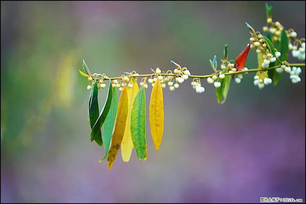 【春天，广西桂林灌阳县向您发出邀请！】米珠山前有片山苍子花在飘香 - 游山玩水 - 果洛生活社区 - 果洛28生活网 guoluo.28life.com