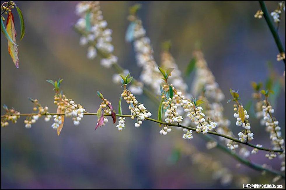 【春天，广西桂林灌阳县向您发出邀请！】米珠山前有片山苍子花在飘香 - 游山玩水 - 果洛生活社区 - 果洛28生活网 guoluo.28life.com