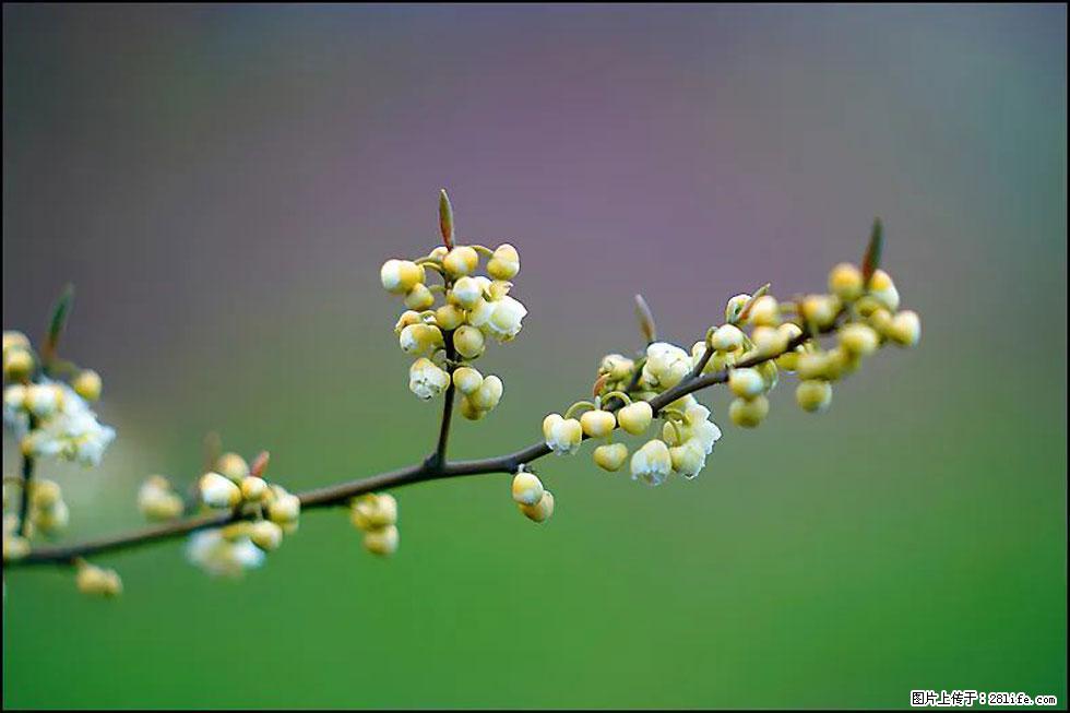 【春天，广西桂林灌阳县向您发出邀请！】米珠山前有片山苍子花在飘香 - 游山玩水 - 果洛生活社区 - 果洛28生活网 guoluo.28life.com