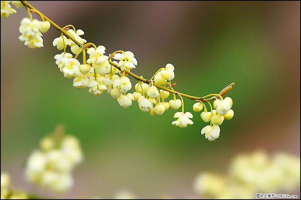 【春天，广西桂林灌阳县向您发出邀请！】米珠山前有片山苍子花在飘香 - 游山玩水 - 果洛生活社区 - 果洛28生活网 guoluo.28life.com