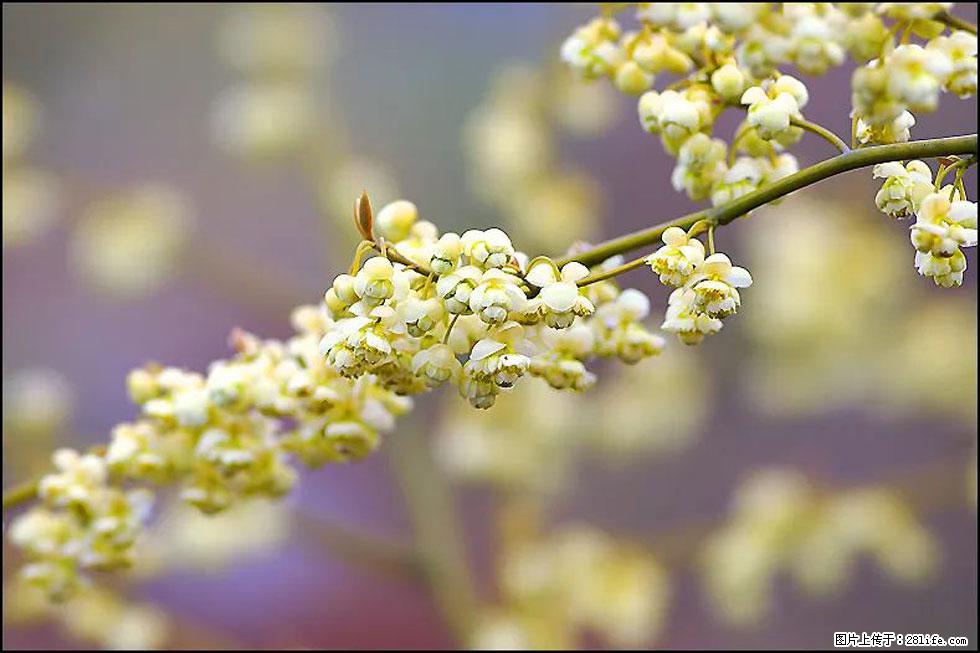 【春天，广西桂林灌阳县向您发出邀请！】米珠山前有片山苍子花在飘香 - 游山玩水 - 果洛生活社区 - 果洛28生活网 guoluo.28life.com
