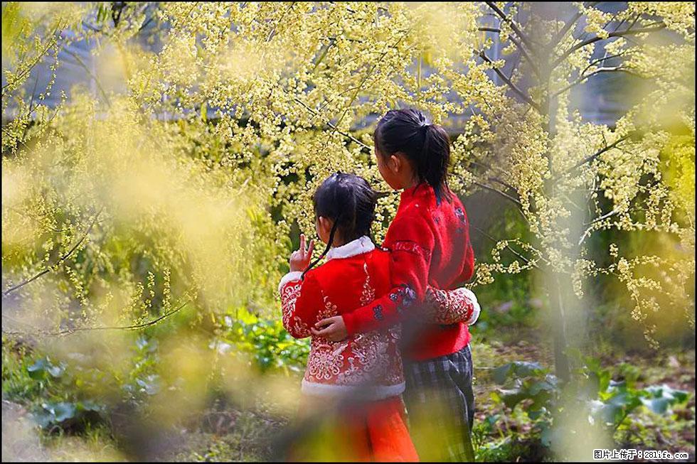 【春天，广西桂林灌阳县向您发出邀请！】米珠山前有片山苍子花在飘香 - 游山玩水 - 果洛生活社区 - 果洛28生活网 guoluo.28life.com