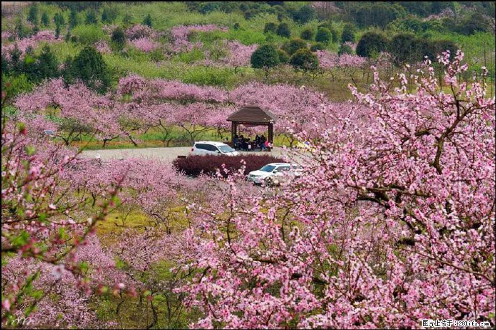 【春天，广西桂林灌阳县向您发出邀请！】官庄村有个醉美的桃花园 - 游山玩水 - 果洛生活社区 - 果洛28生活网 guoluo.28life.com