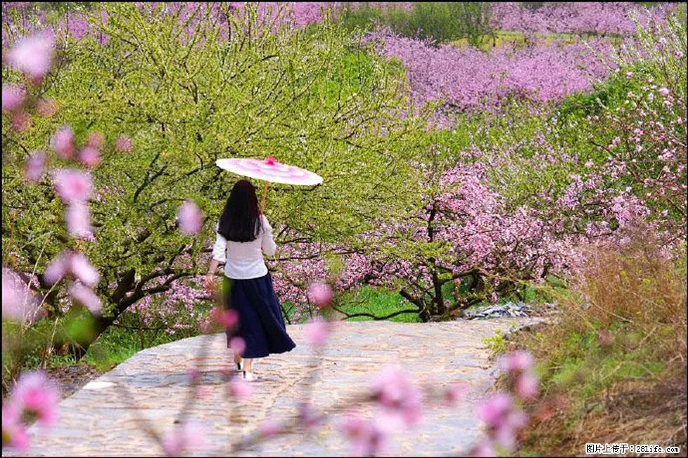 【春天，广西桂林灌阳县向您发出邀请！】官庄村有个醉美的桃花园 - 游山玩水 - 果洛生活社区 - 果洛28生活网 guoluo.28life.com