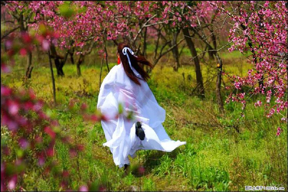 【春天，广西桂林灌阳县向您发出邀请！】官庄村有个醉美的桃花园 - 游山玩水 - 果洛生活社区 - 果洛28生活网 guoluo.28life.com