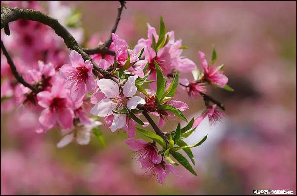 【春天，广西桂林灌阳县向您发出邀请！】官庄村有个醉美的桃花园 - 游山玩水 - 果洛生活社区 - 果洛28生活网 guoluo.28life.com