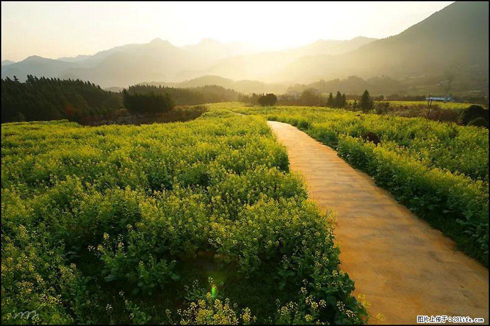 【春天，广西桂林灌阳县向您发出邀请！】长坪村油菜盛情花开 - 游山玩水 - 果洛生活社区 - 果洛28生活网 guoluo.28life.com