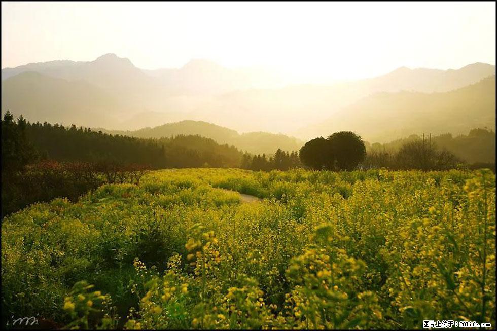 【春天，广西桂林灌阳县向您发出邀请！】长坪村油菜盛情花开 - 游山玩水 - 果洛生活社区 - 果洛28生活网 guoluo.28life.com
