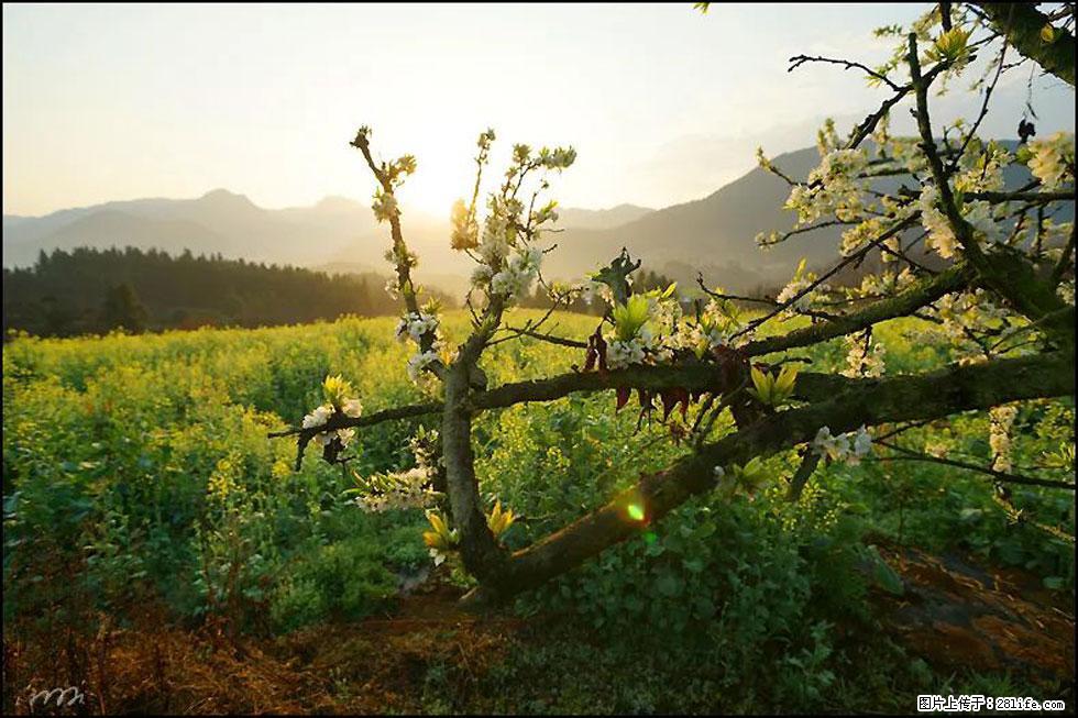 【春天，广西桂林灌阳县向您发出邀请！】长坪村油菜盛情花开 - 游山玩水 - 果洛生活社区 - 果洛28生活网 guoluo.28life.com