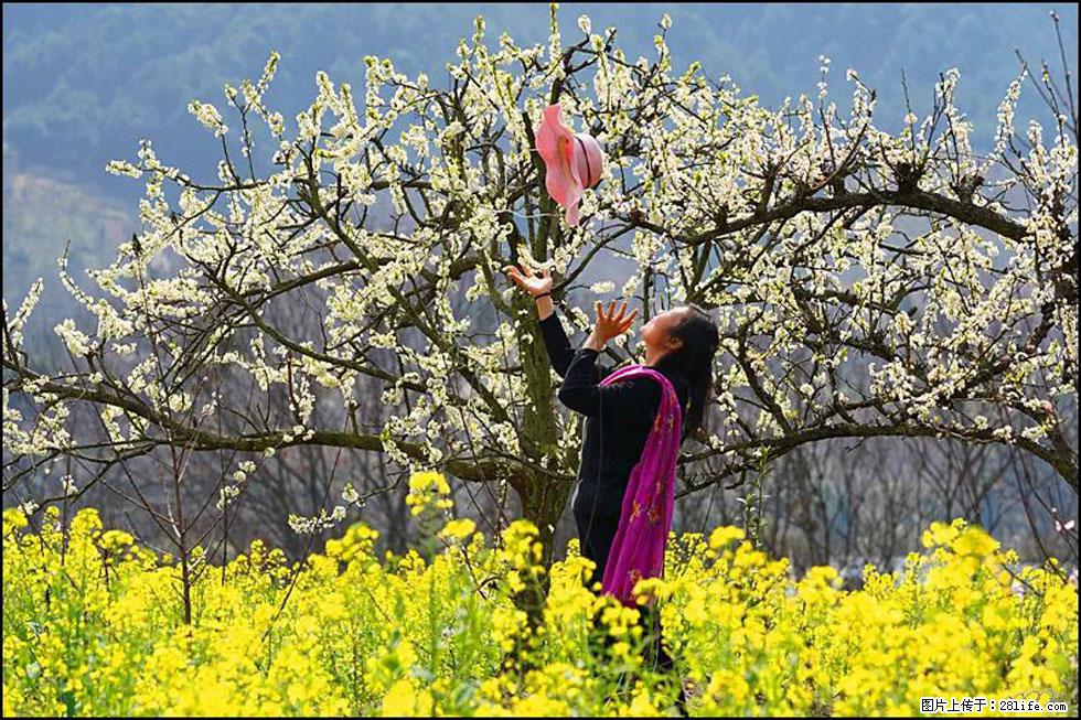 【春天，广西桂林灌阳县向您发出邀请！】长坪村油菜盛情花开 - 游山玩水 - 果洛生活社区 - 果洛28生活网 guoluo.28life.com