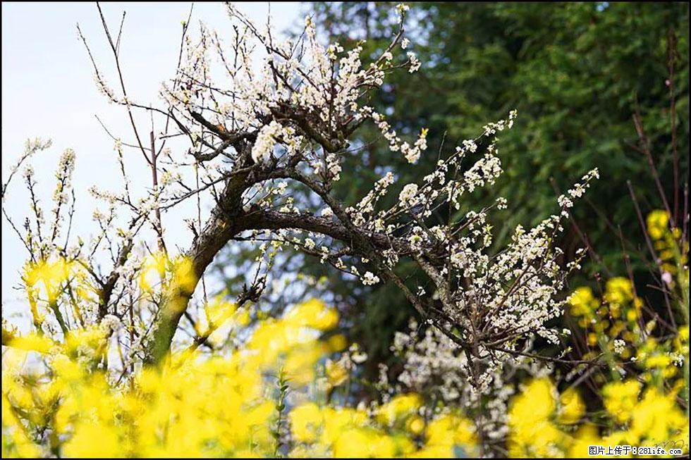 【春天，广西桂林灌阳县向您发出邀请！】长坪村油菜盛情花开 - 游山玩水 - 果洛生活社区 - 果洛28生活网 guoluo.28life.com