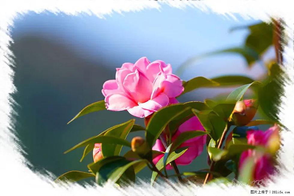 【春天，广西桂林灌阳县向您发出邀请！】杨柳井茶花惹人爱 - 游山玩水 - 果洛生活社区 - 果洛28生活网 guoluo.28life.com