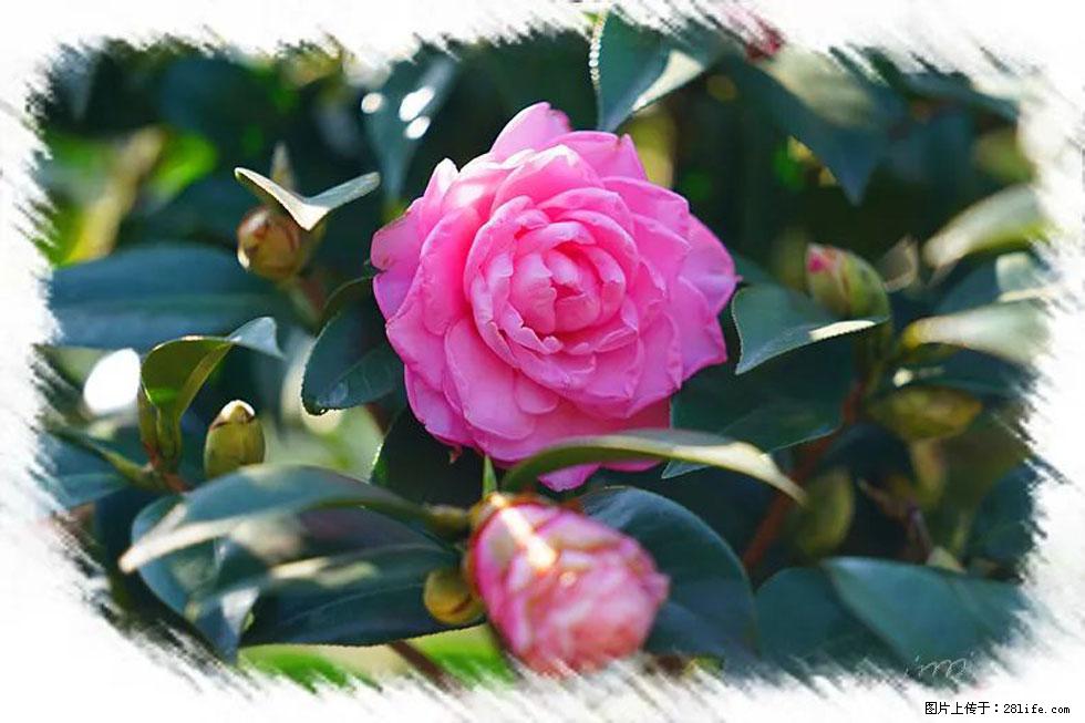 【春天，广西桂林灌阳县向您发出邀请！】杨柳井茶花惹人爱 - 游山玩水 - 果洛生活社区 - 果洛28生活网 guoluo.28life.com