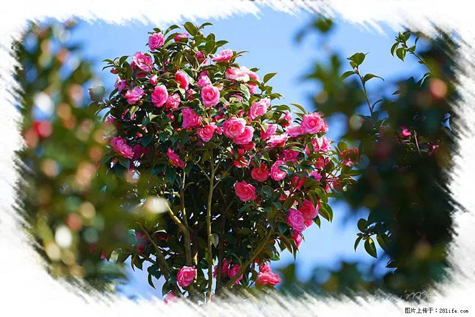 【春天，广西桂林灌阳县向您发出邀请！】杨柳井茶花惹人爱 - 游山玩水 - 果洛生活社区 - 果洛28生活网 guoluo.28life.com