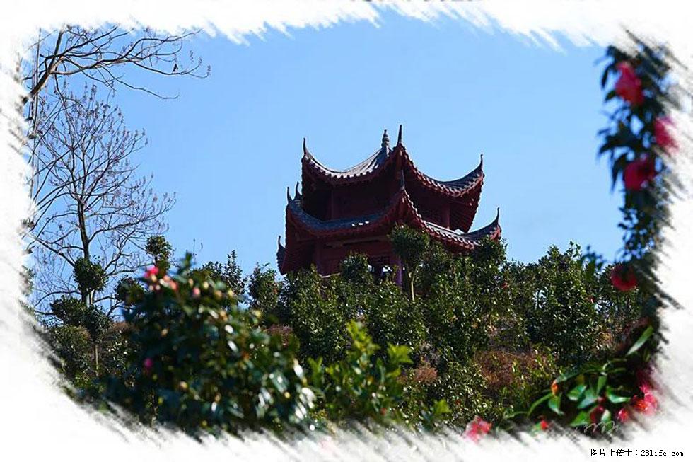 【春天，广西桂林灌阳县向您发出邀请！】杨柳井茶花惹人爱 - 游山玩水 - 果洛生活社区 - 果洛28生活网 guoluo.28life.com