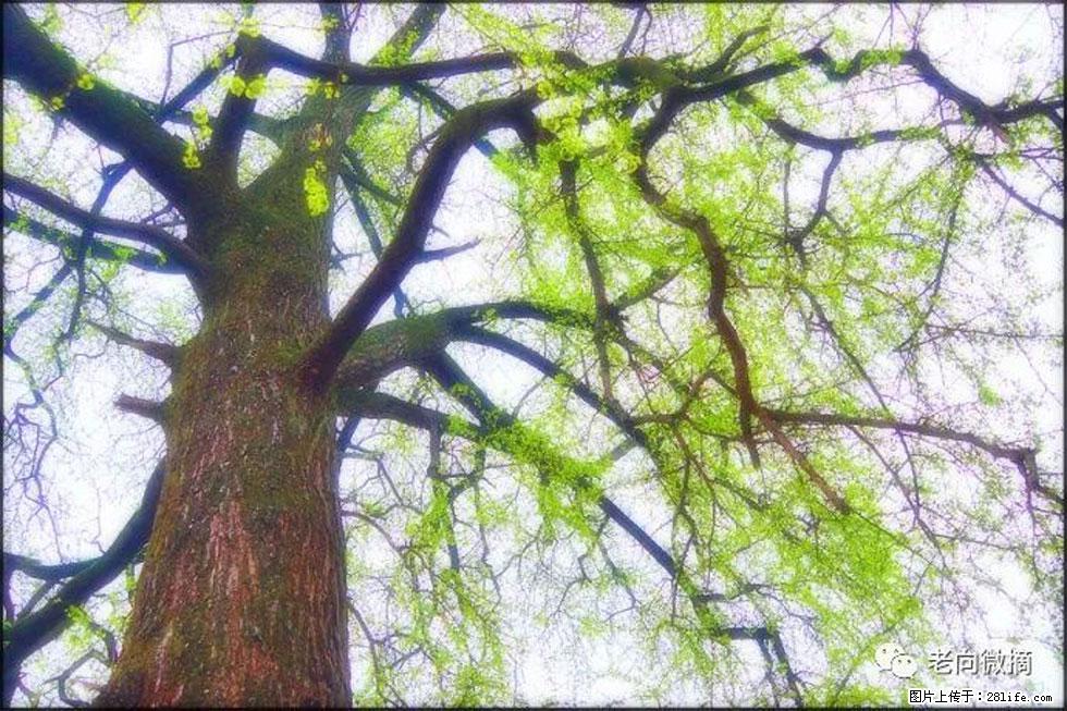 【春天，广西桂林灌阳县向您发出邀请！】在小龙村与春天约会 - 游山玩水 - 果洛生活社区 - 果洛28生活网 guoluo.28life.com