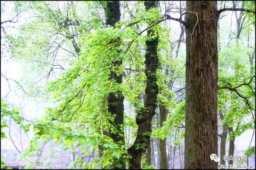 【春天，广西桂林灌阳县向您发出邀请！】在小龙村与春天约会 - 游山玩水 - 果洛生活社区 - 果洛28生活网 guoluo.28life.com