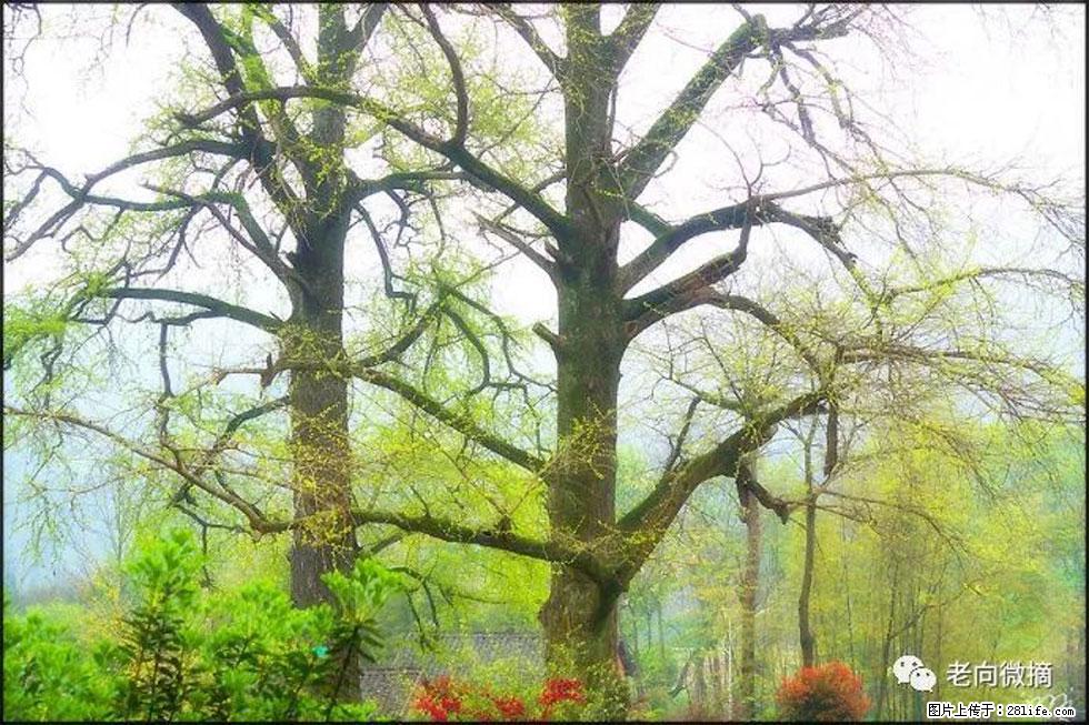 【春天，广西桂林灌阳县向您发出邀请！】在小龙村与春天约会 - 游山玩水 - 果洛生活社区 - 果洛28生活网 guoluo.28life.com