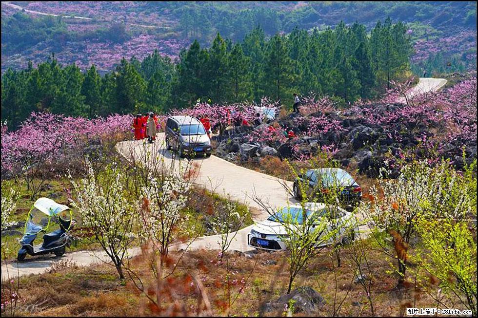 【春天，广西桂林灌阳县向您发出邀请！】望月岭上桃花开 - 游山玩水 - 果洛生活社区 - 果洛28生活网 guoluo.28life.com