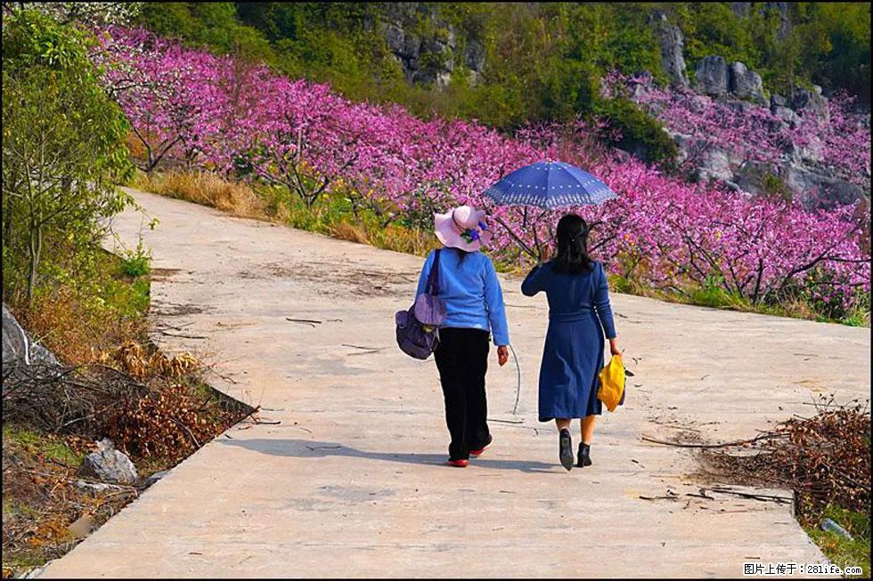【春天，广西桂林灌阳县向您发出邀请！】望月岭上桃花开 - 游山玩水 - 果洛生活社区 - 果洛28生活网 guoluo.28life.com