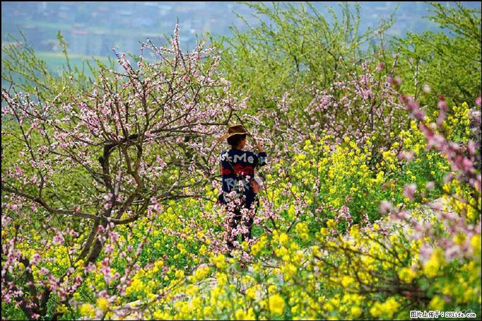【春天，广西桂林灌阳县向您发出邀请！】望月岭上桃花开 - 游山玩水 - 果洛生活社区 - 果洛28生活网 guoluo.28life.com