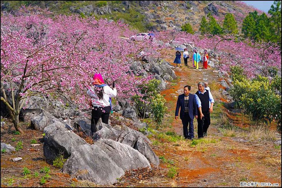 【春天，广西桂林灌阳县向您发出邀请！】望月岭上桃花开 - 游山玩水 - 果洛生活社区 - 果洛28生活网 guoluo.28life.com