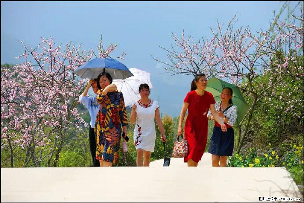 【春天，广西桂林灌阳县向您发出邀请！】望月岭上桃花开 - 游山玩水 - 果洛生活社区 - 果洛28生活网 guoluo.28life.com