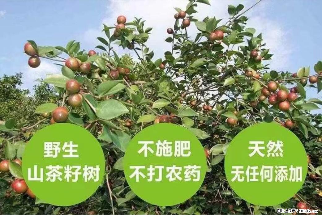 【灌阳县油茶产业示范区】一个有着充实的精神生活的人，对待身外之物自会有一种淡泊的态度 - 美食天地 - 果洛生活社区 - 果洛28生活网 guoluo.28life.com