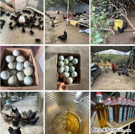 油茶园从小鸡仔开始养起的纯土鸡、土鸡蛋可以预定啦！还有前几天刚榨的纯山茶油哦 - 土特产 - 饮食特产 - 果洛分类信息 - 果洛28生活网 guoluo.28life.com