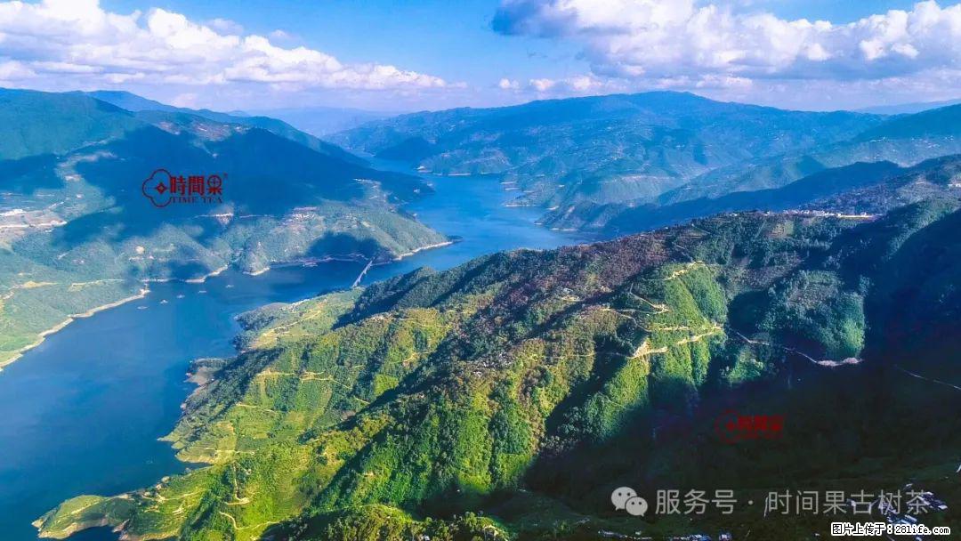 时间果百年古树龙珠普洱生茶 - 购物交流 - 果洛生活社区 - 果洛28生活网 guoluo.28life.com