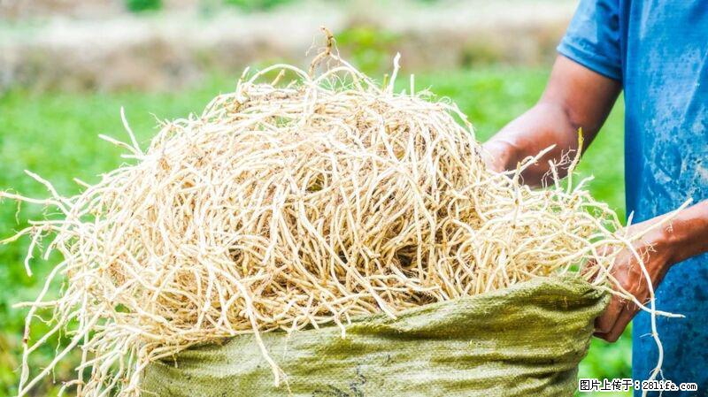 堪称“最难吃”的蔬菜，却是 “抗辐射神器”，还能护肺、清热、止咳化痰！ - 果洛生活资讯 - 果洛28生活网 guoluo.28life.com