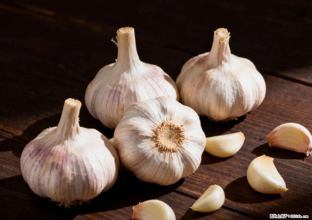 关于大蒜，除了“天然抗生素”，这4个谣言更该警惕! - 果洛生活资讯 - 果洛28生活网 guoluo.28life.com