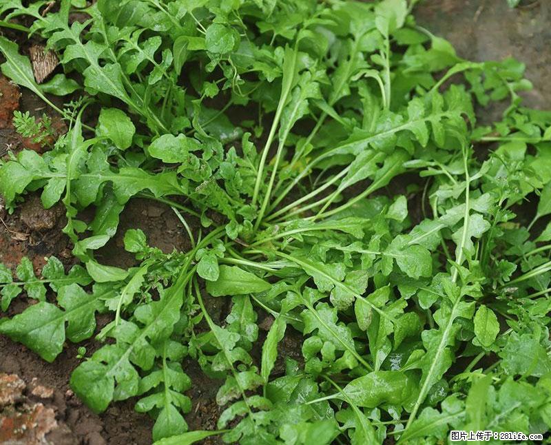 这些蔬菜是“天然钙片”，这6种被医生重点推荐 - 果洛生活资讯 - 果洛28生活网 guoluo.28life.com