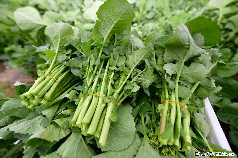 这些蔬菜是“天然钙片”，这6种被医生重点推荐 - 果洛生活资讯 - 果洛28生活网 guoluo.28life.com