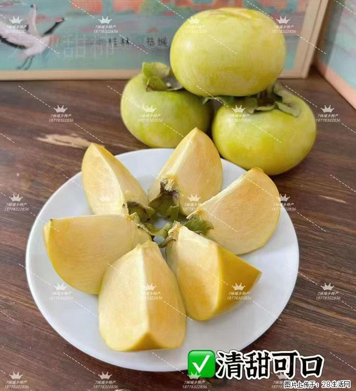 广西桂林平乐桥亭【红心猕猴桃】、【大秋甜柿】上市啦,欢迎各位新老客户下单(另有少量小果出售) - 果洛生活资讯 - 果洛28生活网 guoluo.28life.com